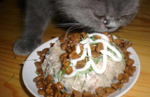 幼猫营养餐_小猫的营养餐_幼猫营养