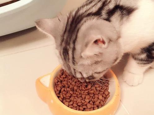 幼猫营养餐_幼猫营养_小猫的营养餐