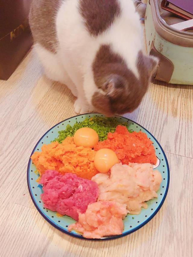 幼猫营养餐_幼猫营养_小猫的营养餐