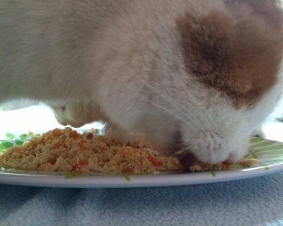 幼猫营养餐_幼猫营养_小猫的营养餐