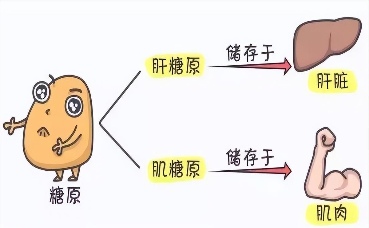 没有补充营养健身_营养补充健身没有效果吗_健身营养没跟上